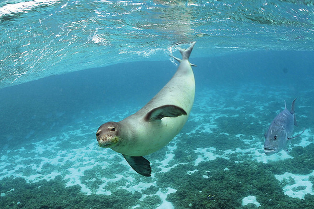 A Hawaiian Monk Seal. (USFWS, n.d.)